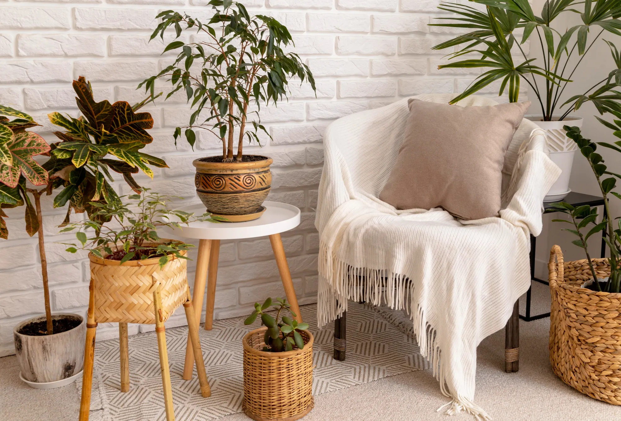 Cómo Decorar con Plantas y Lograr un Hogar Más Verde y Acogedor